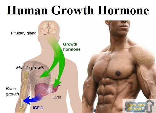 Cách hormone tăng trưởng tác động lên cơ thể của bạn