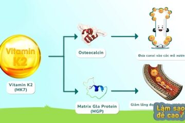 Vitamin K2 ảnh hưởng phát triển chiều cao